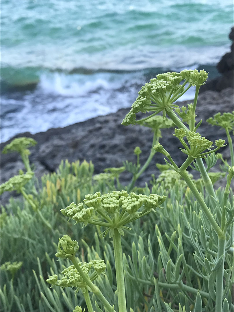 Chritmum maritimum