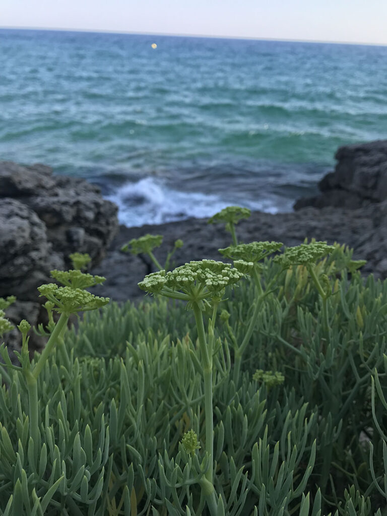 Crithmum maritimum