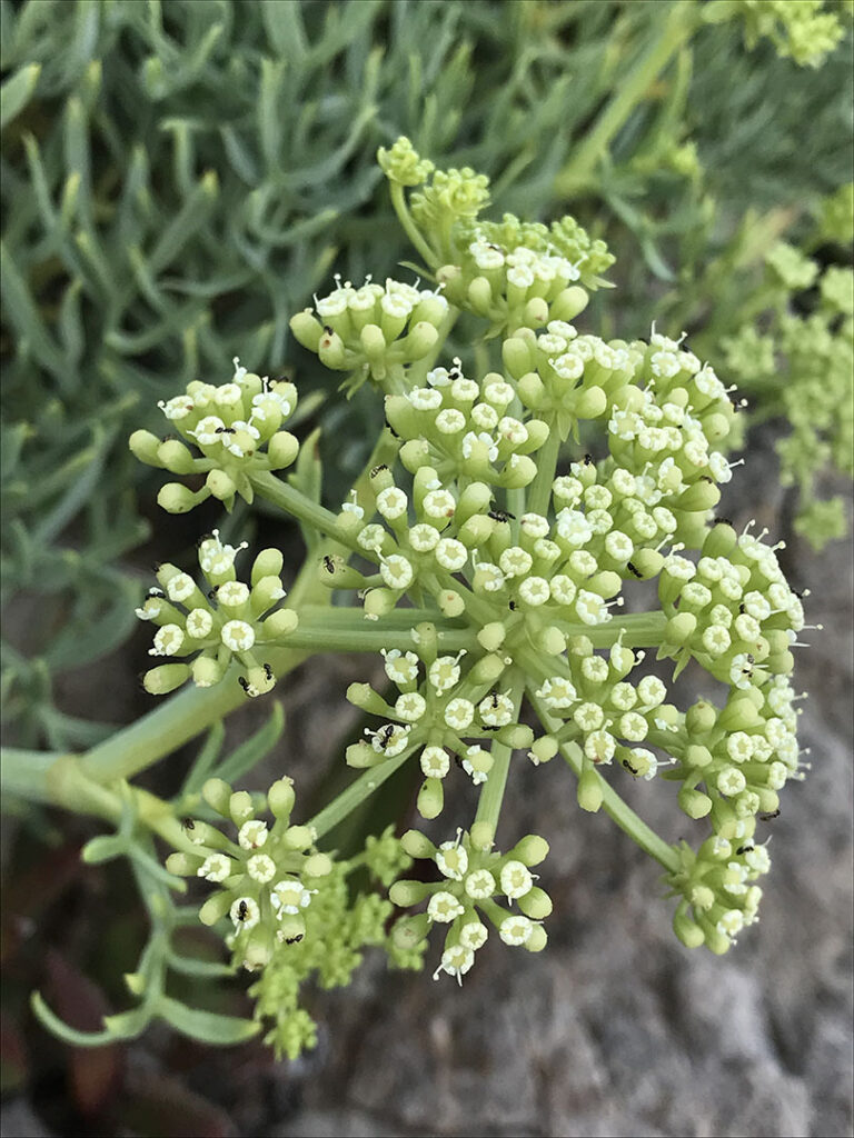 Crithmum maritimum