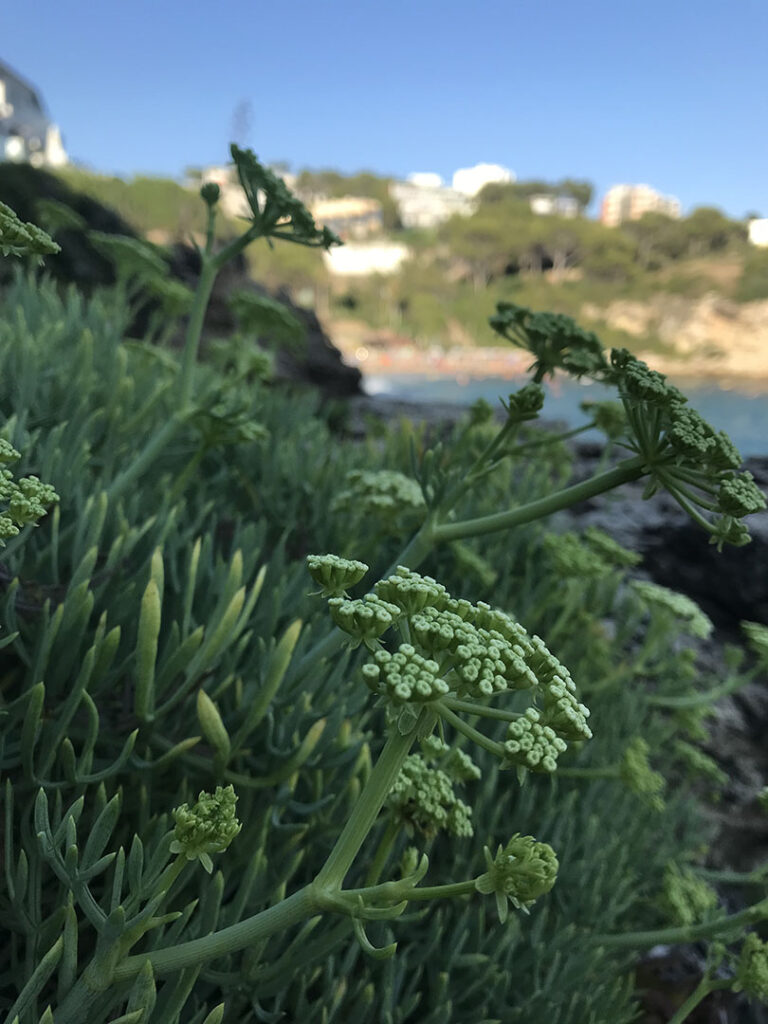 Crithmum maritimum