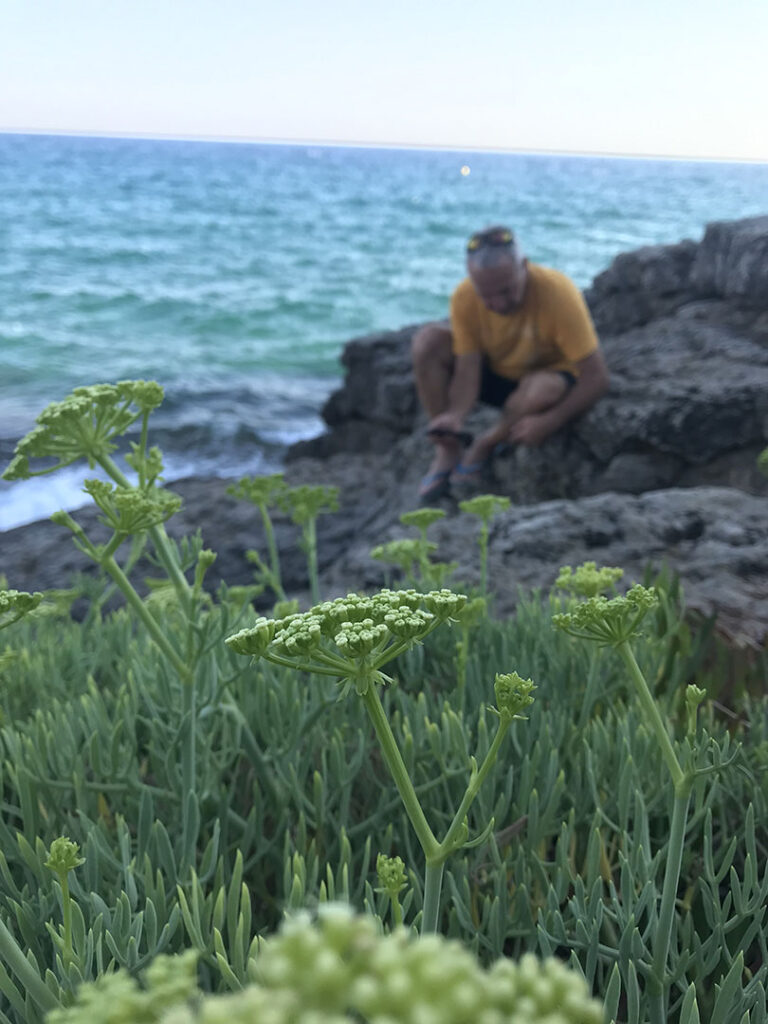 Crithmum maritimum