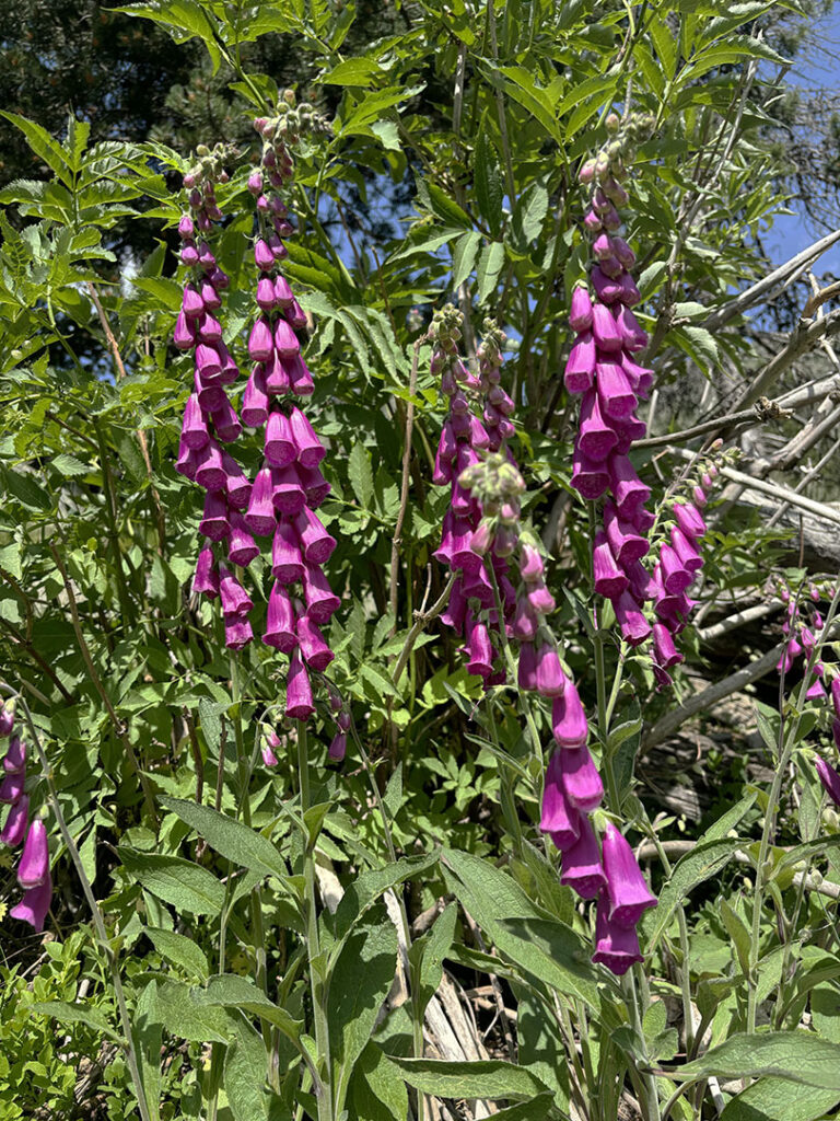 Digitalis purpurea