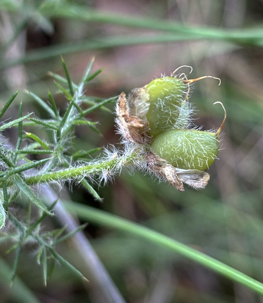 Genista hispanica