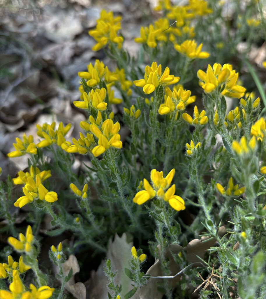 Genista hispanica