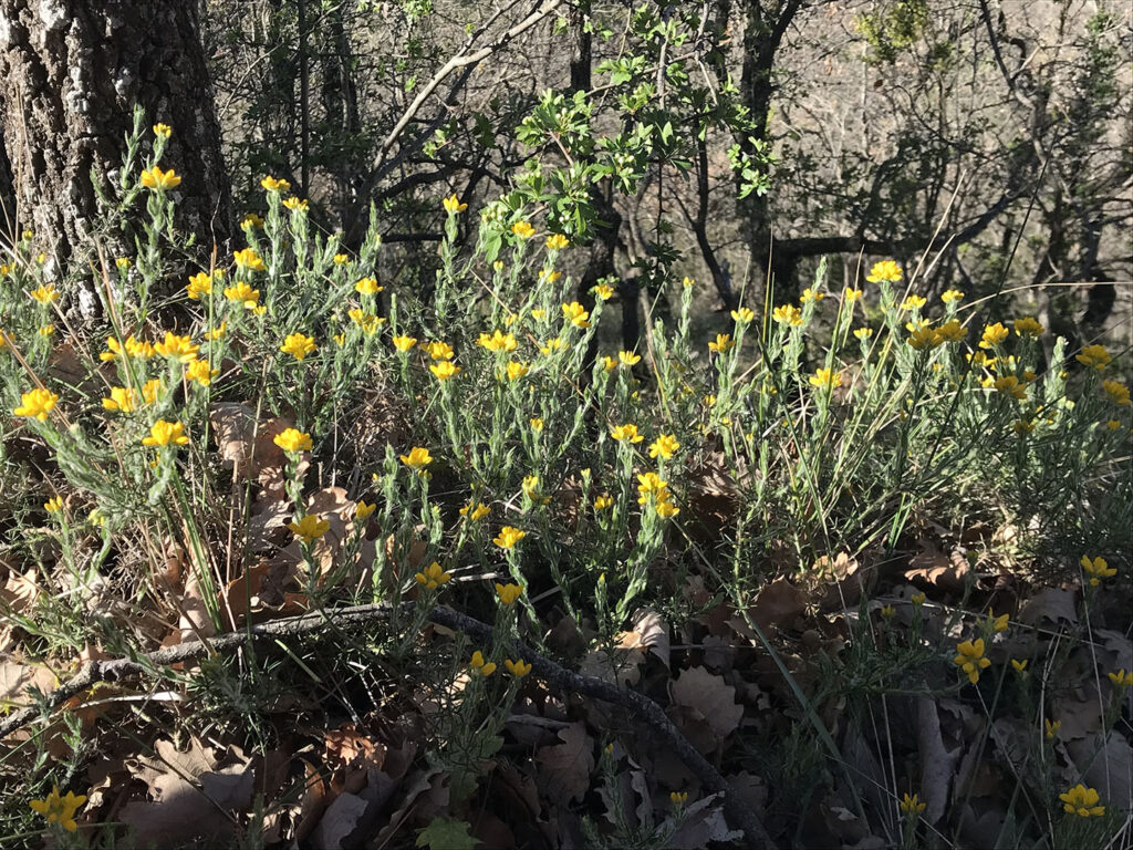 Genista hispanica