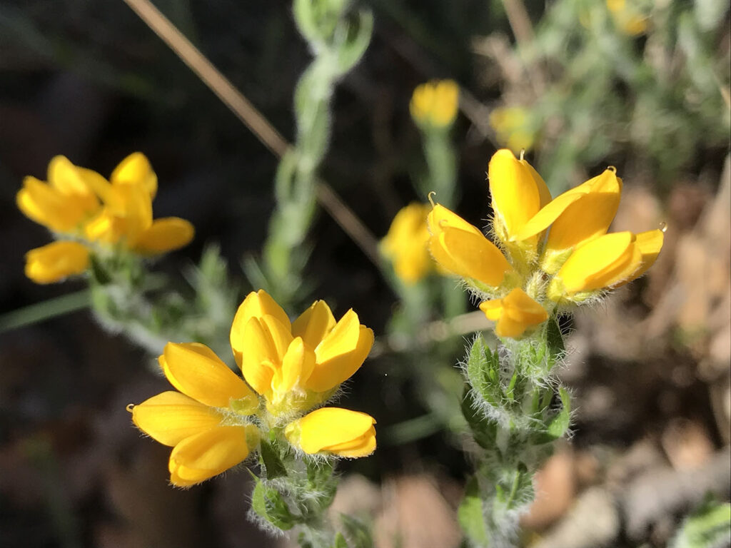 Genista hispanica