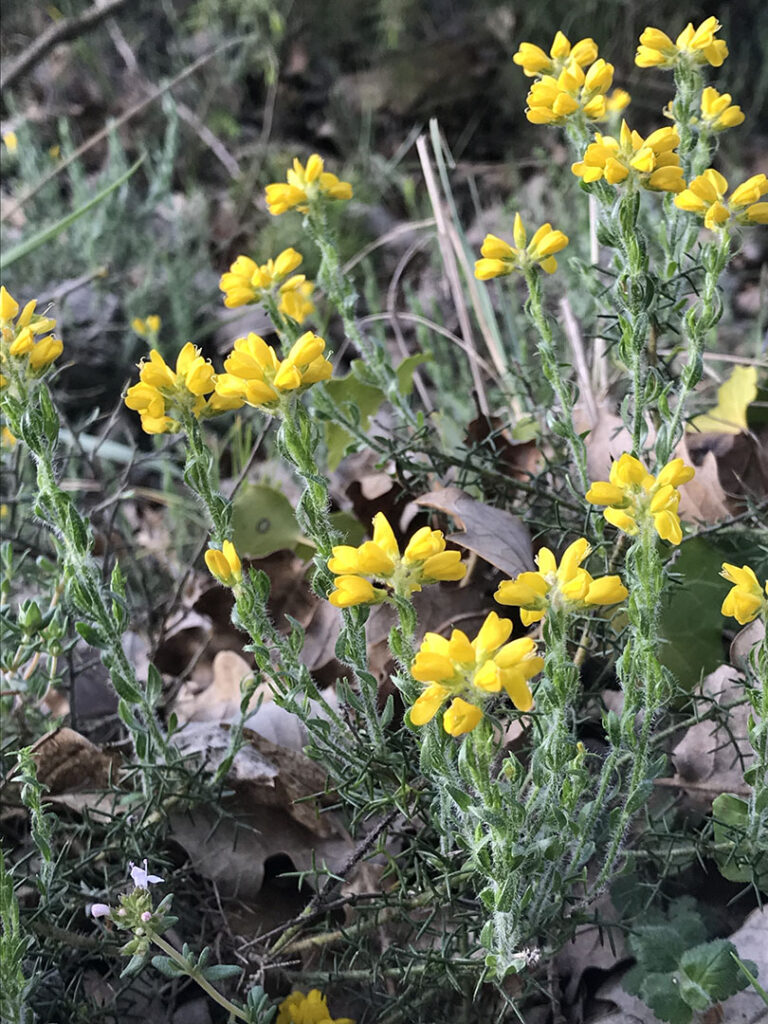 Genista hispanica