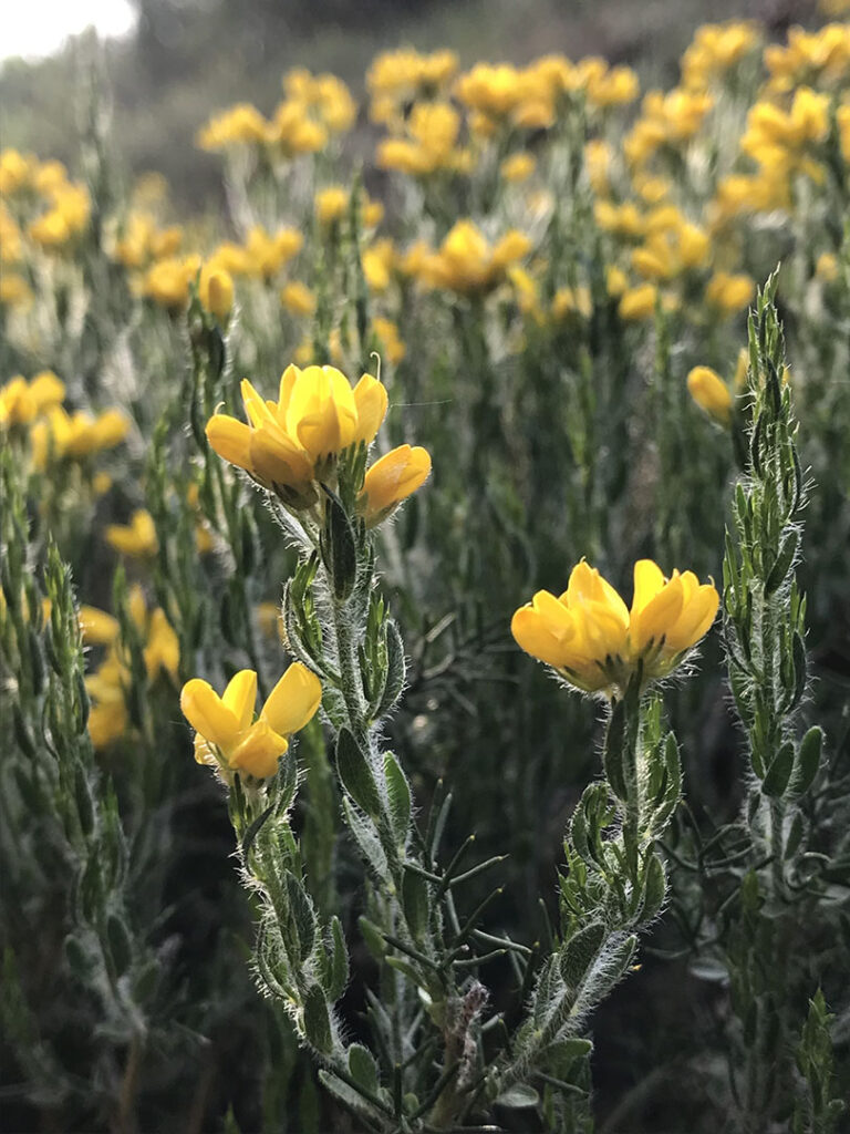 Genista hispanica