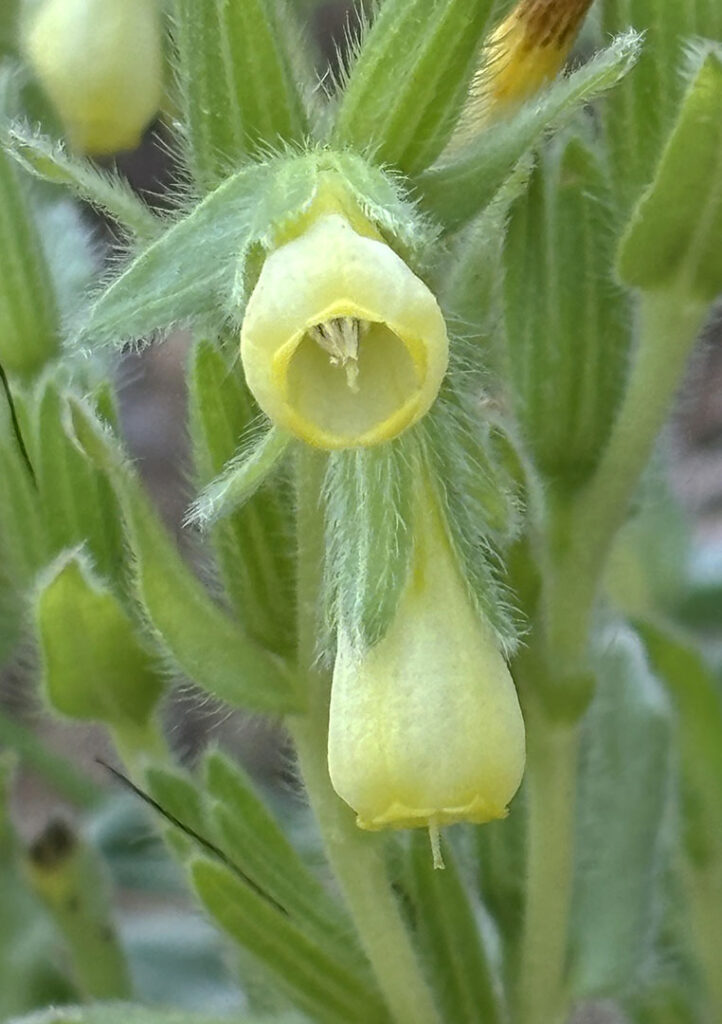 Onosma tricerosperma