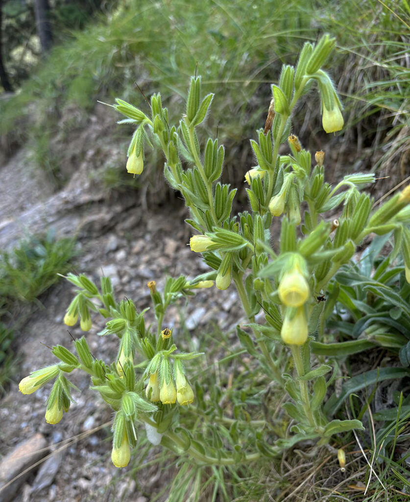 Onosma tricerosperma