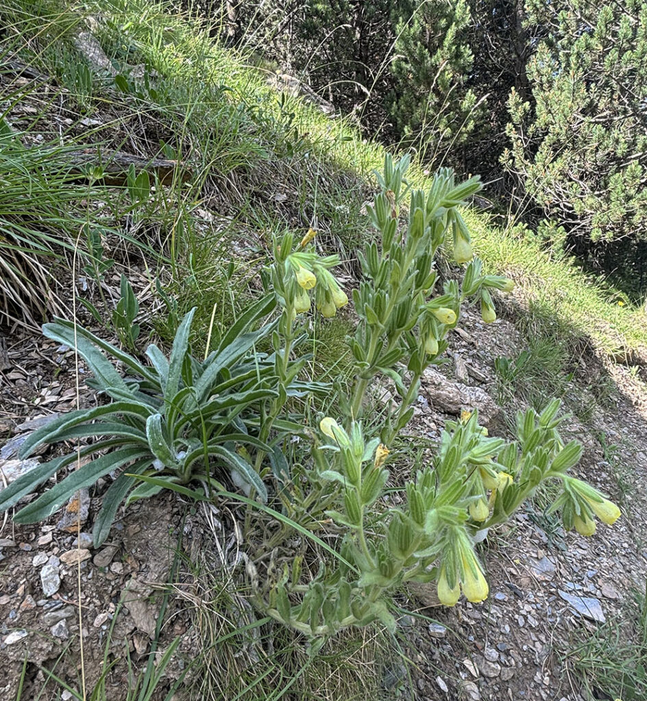 Onosma tricerosperma