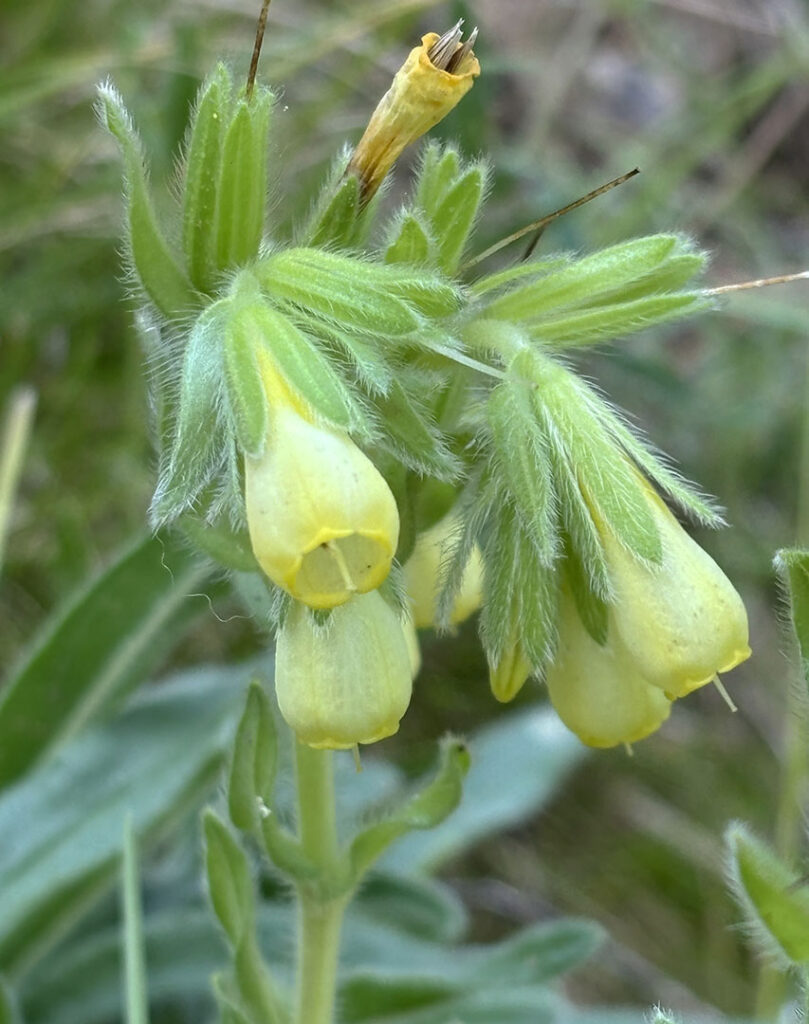 Onosma tricerosperma