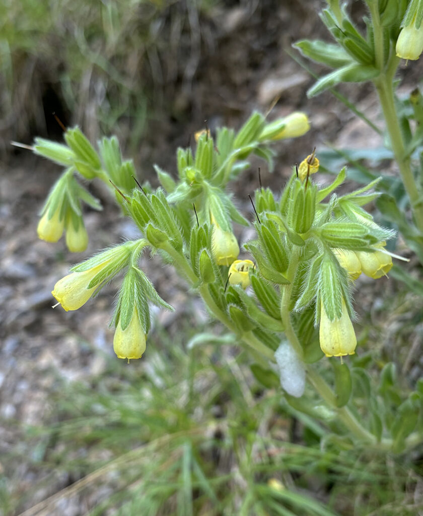 Onosma tricerosperma