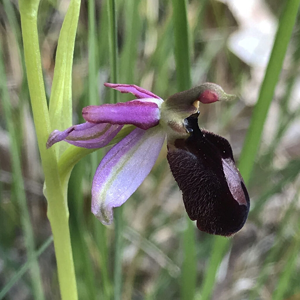 Ophrys catalaunica