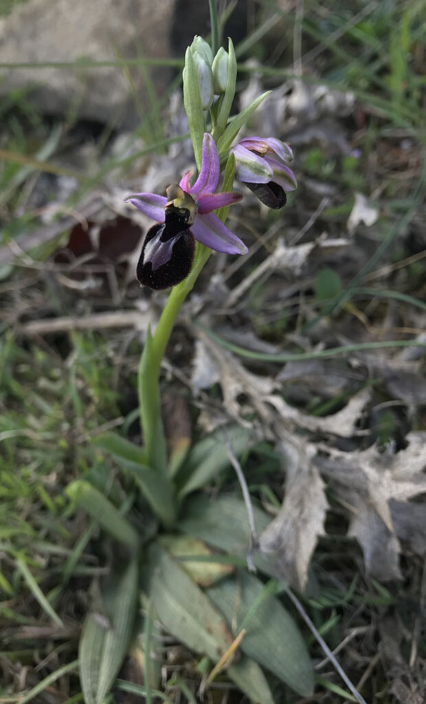 Ophrys catalaunica