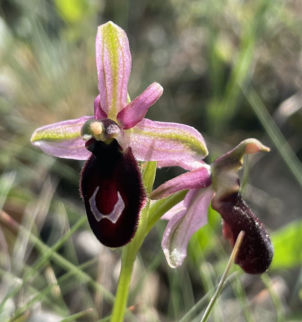 Ophrys catalaunica