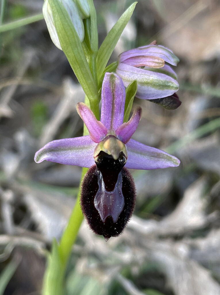 Ophrys bertolonii subsp.catalaunica