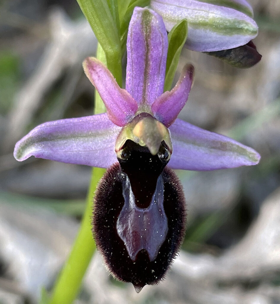 Ophrys catalaunica