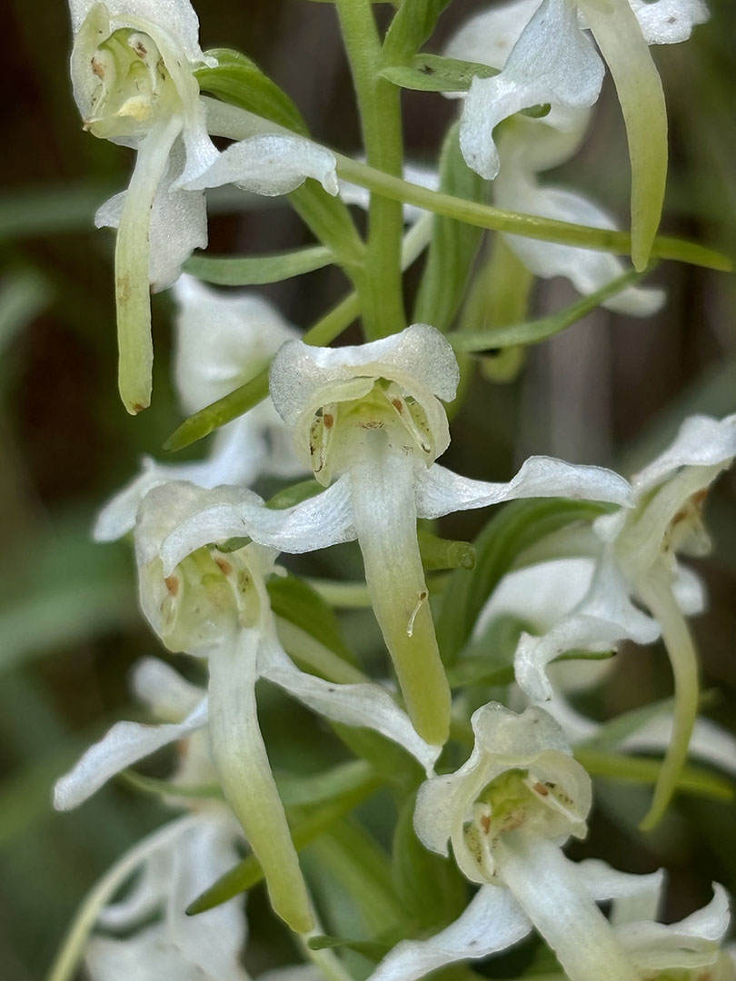 Platanthera clorantha