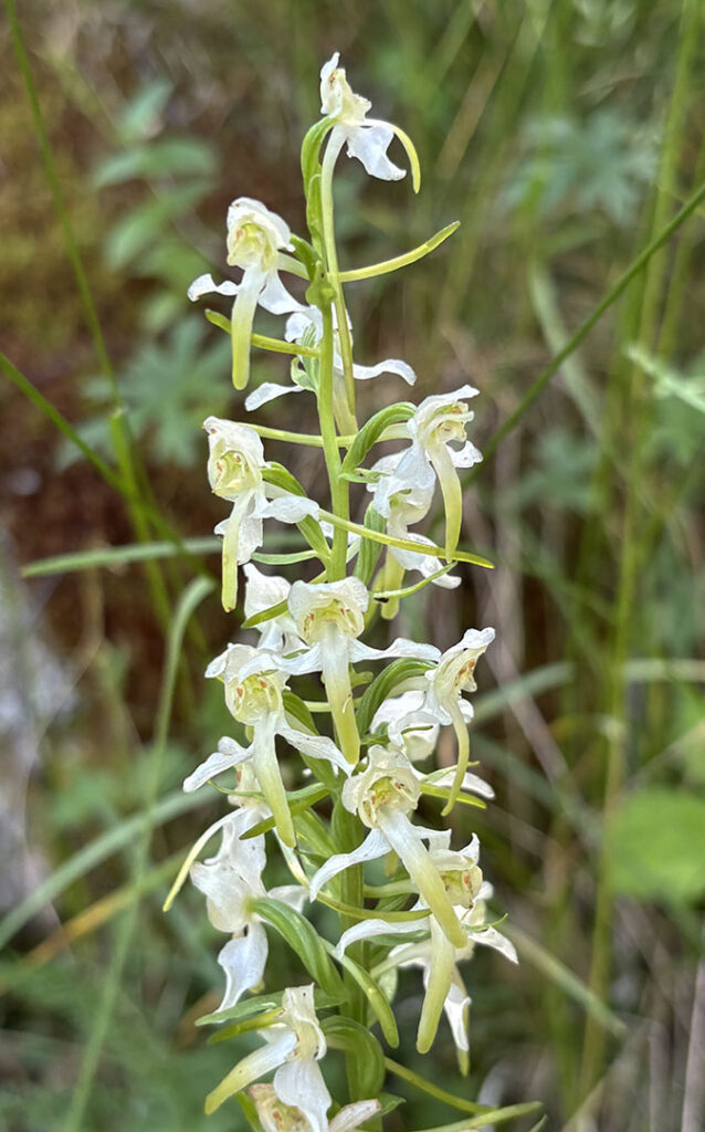 Platanthera clorantha