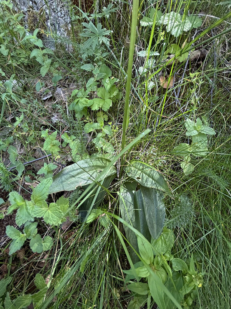 Platanthera clorantha