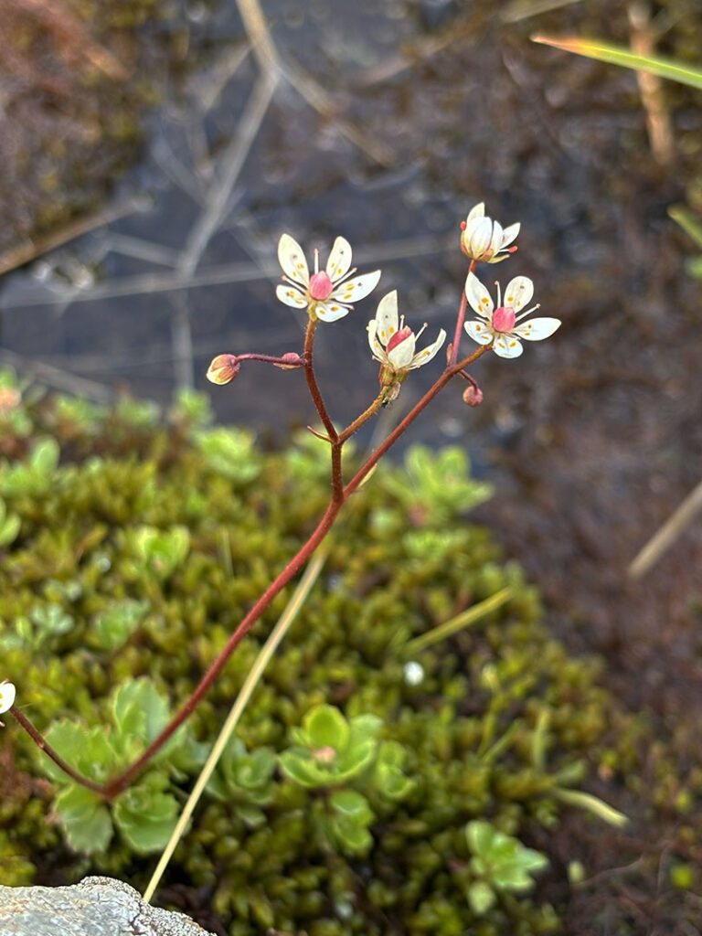 Saxifraga stellaris