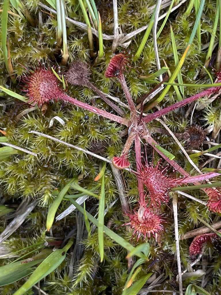 Drosera rotundifolia