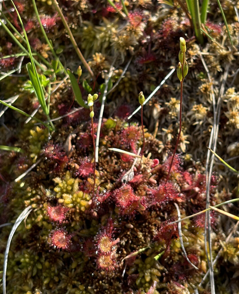 Drosera rotundifolia