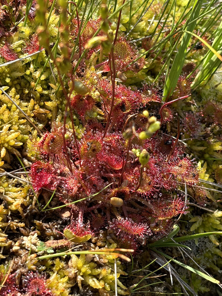 Drosera rotundifolia