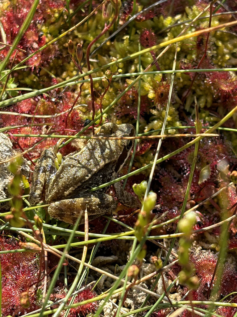 Drosera rotundifolia