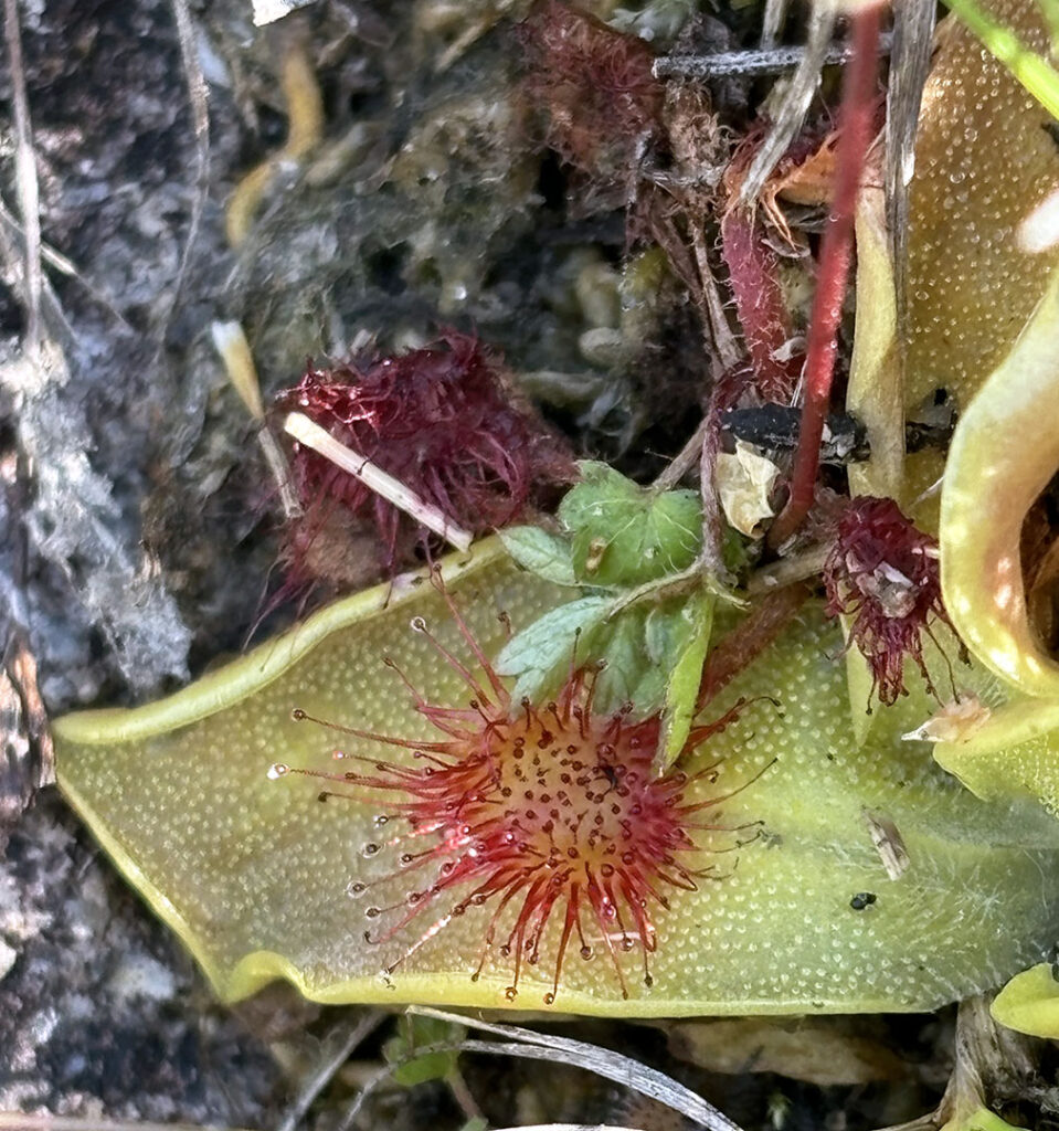 Drosera rotundifolia