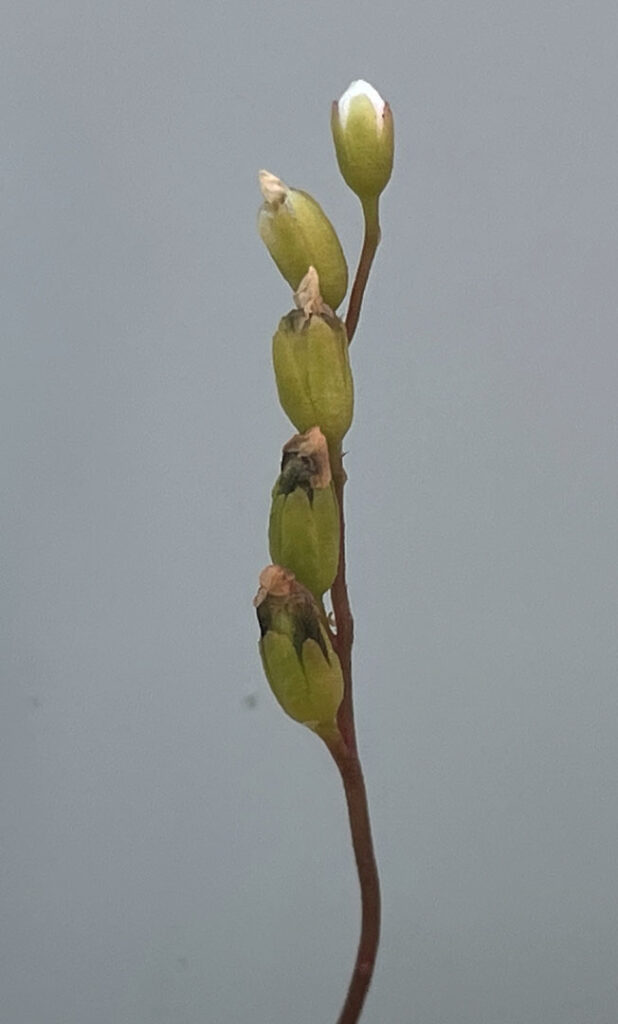 Drosera rotundifolia