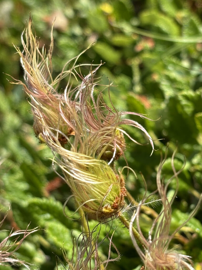 Dryas octopetala