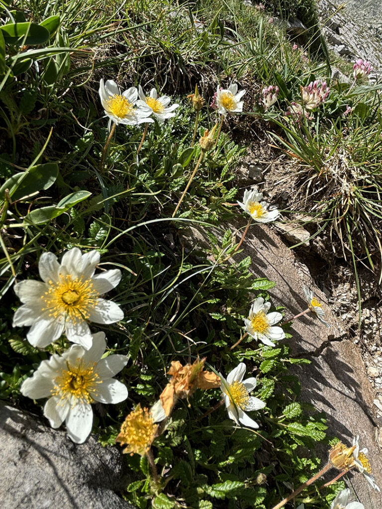 Dryas octopetala