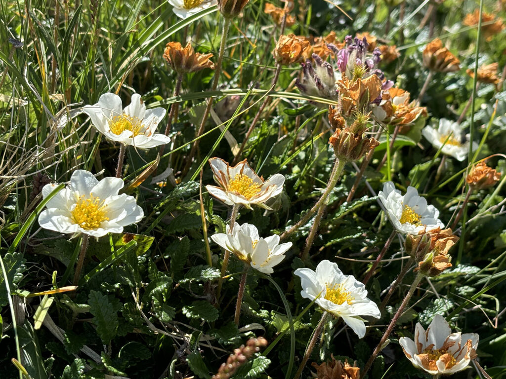 Dryas octopetala