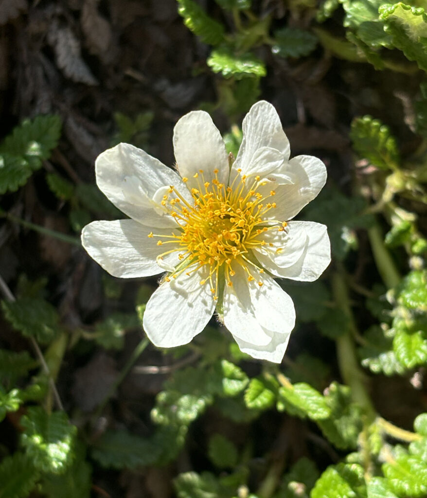 Dryas octopetala