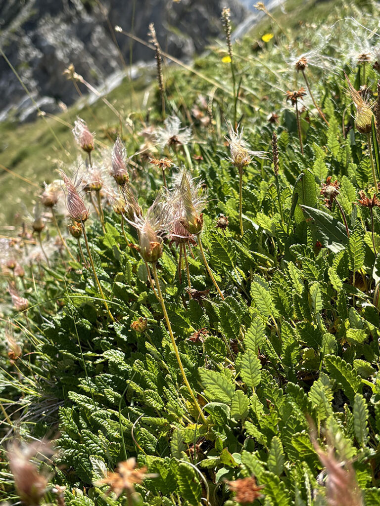 Dryas octopetala