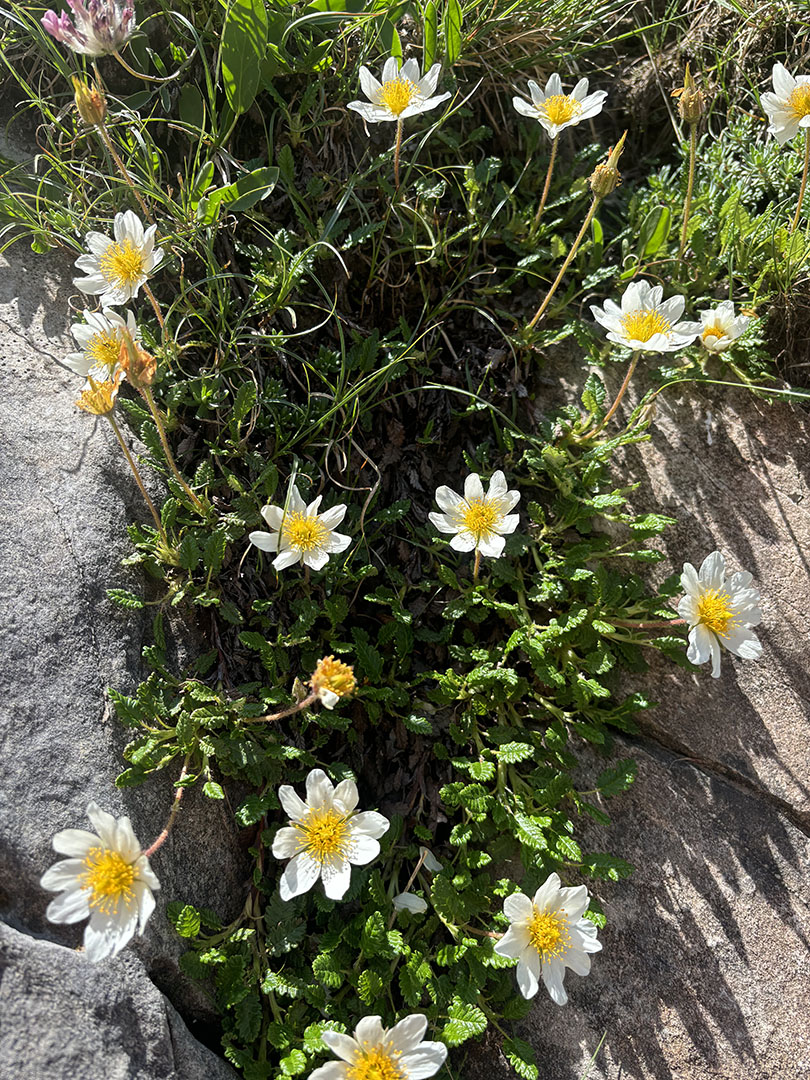 Dryas octopetala