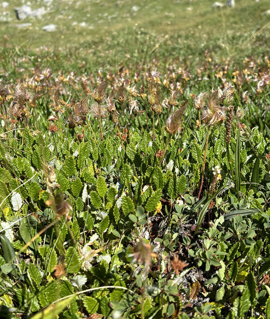 Dryas octopetala