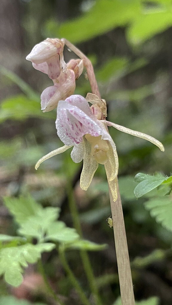 Epipogium aphyllum