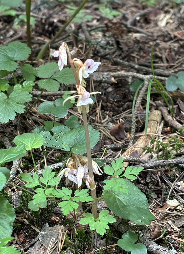 Epipogium aphyllum