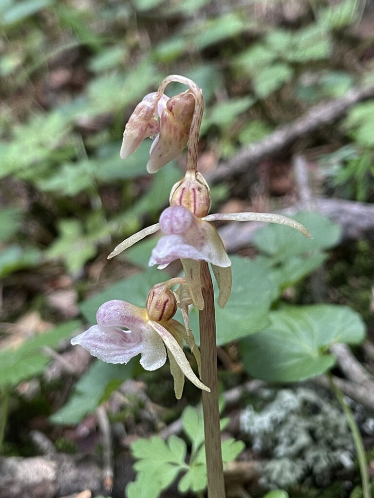 Epipogium aphyllum