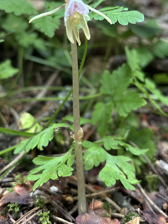 Epipogium aphyllum