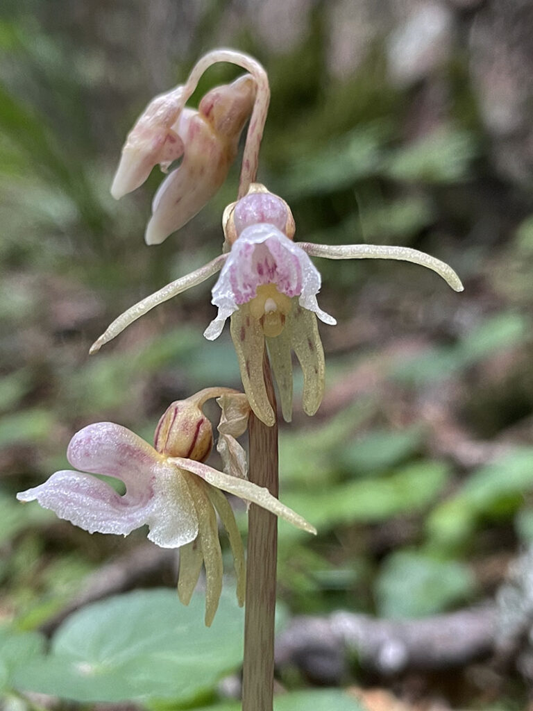 Epipogium aphyllum