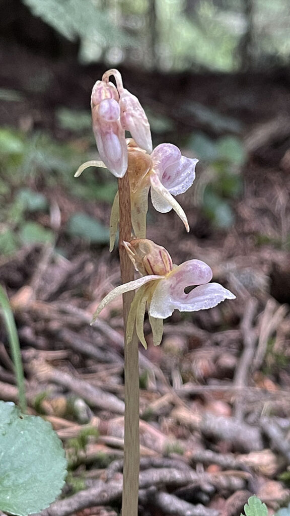 Epipogium aphyllum