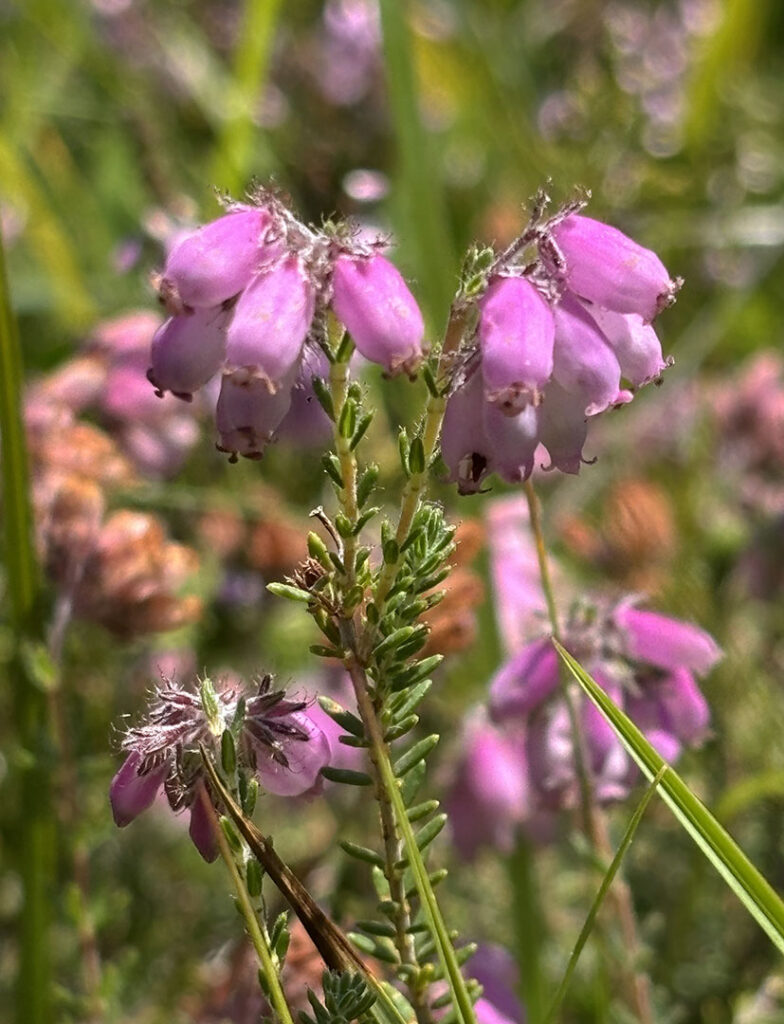 Erica tetralix