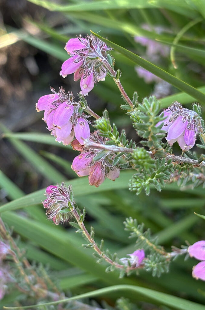 Erica tetralix