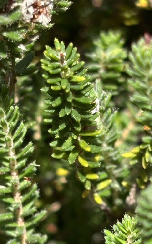 Erica tetralix