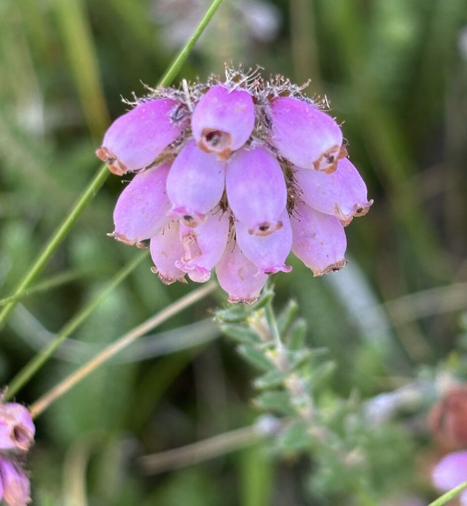 Erica tetralix