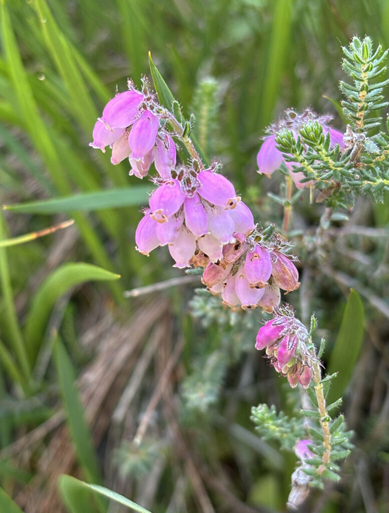 Erica tetralix